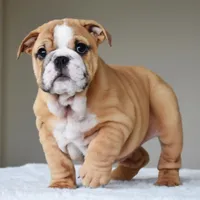 Olive, a female English Bulldog for sale in Dallas, TX – Photo 4 of 10