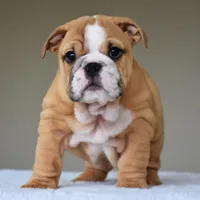 Olive, a female English Bulldog for sale in Dallas, TX – Photo 8 of 10