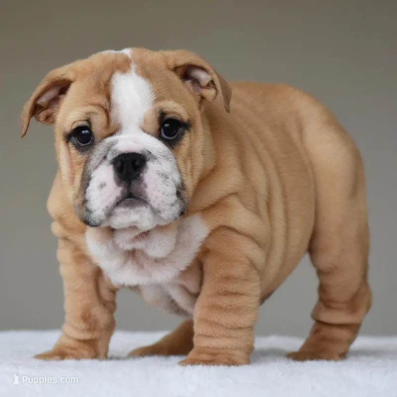 Olive – English Bulldog puppy for sale in Dallas, TX