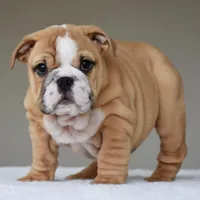 Olive, a female English Bulldog for sale in Dallas, TX – Photo 1 of 10