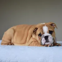 Olive, a female English Bulldog for sale in Dallas, TX – Photo 10 of 10