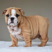 Olive, a female English Bulldog for sale in Dallas, TX – Photo 6 of 10