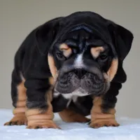 Nova, a female English Bulldog for sale in Dallas, TX – 9 of 9