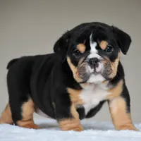 Romy, a female English Bulldog for sale in Dallas, TX – 4 of 10