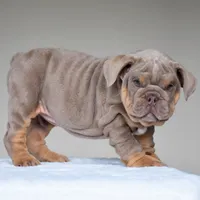 Cora, a female English Bulldog for sale in Dallas, TX – 7 of 10