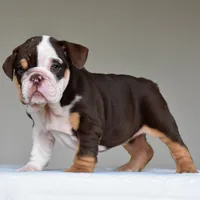 Jace, a male English Bulldog for sale in Dallas, TX – 6 of 10