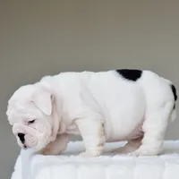 Polka, a female English Bulldog for sale in Dallas, TX – 3 of 9