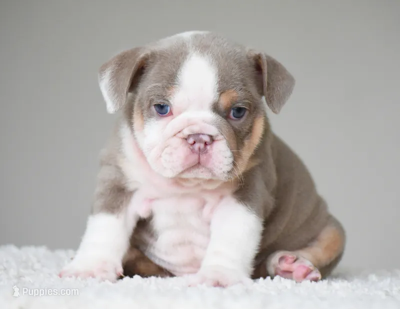 Dior – English Bulldog puppy for sale in Dallas, TX