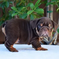 Rolo, a male English Bulldog for sale in Dallas, TX – 6 of 10