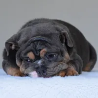 GASTON, a male English Bulldog for sale in Dallas, TX – 6 of 10