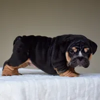 Nova, a female English Bulldog for sale in Dallas, TX – 7 of 9