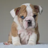 Vienna, a female English Bulldog for sale in Dallas, TX – 5 of 10
