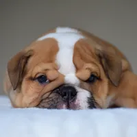 Zoe, a female English Bulldog for sale in Dallas, TX – 4 of 10