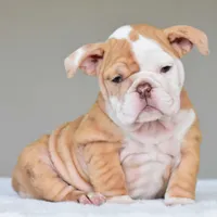Maple, a female English Bulldog for sale in Dallas, TX – Photo 7 of 9