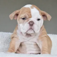 Maple, a female English Bulldog for sale in Dallas, TX – Photo 2 of 9