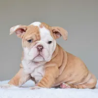 Maple, a female English Bulldog for sale in Dallas, TX – Photo 6 of 9