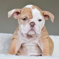 Maple, a female English Bulldog for sale in Dallas, TX – Photo 4 of 9