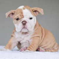 Maple, a female English Bulldog for sale in Dallas, TX – Photo 1 of 9
