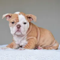 Maple, a female English Bulldog for sale in Dallas, TX – Photo 8 of 9