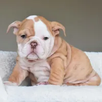 Maple, a female English Bulldog for sale in Dallas, TX – Photo 3 of 9