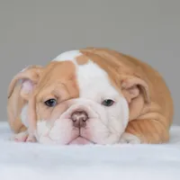 Maple, a female English Bulldog for sale in Dallas, TX – Photo 5 of 9