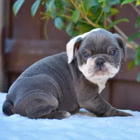Sky, a female English Bulldog for sale in Dallas, TX – 4 of 8
