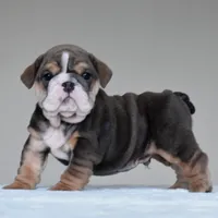 Rio, a male English Bulldog for sale in Dallas, TX – 8 of 9