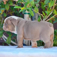 ROYCE, a male English Bulldog for sale in Dallas, TX – 2 of 10