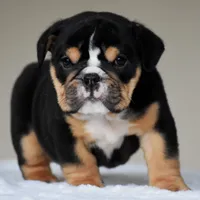 Romy, a female English Bulldog for sale in Dallas, TX – 8 of 10