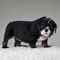 Capri, a female English Bulldog for sale in Dallas, TX – 9 of 10