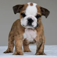 Theo, a male English Bulldog for sale in Dallas, TX – 8 of 8