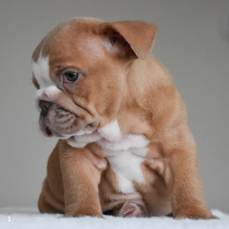 Sadie – English Bulldog puppy for sale in Dallas, TX