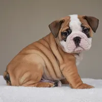 Henry, a male English Bulldog for sale in Dallas, TX – 6 of 9