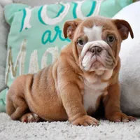 Maple, a female English Bulldog for sale in Dallas, TX – 6 of 8