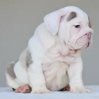 Adonis, a male English Bulldog for sale in Dallas, TX – 5 of 10