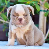 ROYCE, a male English Bulldog for sale in Dallas, TX – 6 of 10