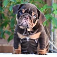 Rolo, a male English Bulldog for sale in Dallas, TX – 3 of 10