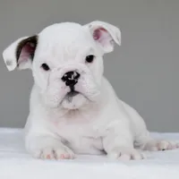 apollo, a male English Bulldog for sale in Dallas, TX – 3 of 9
