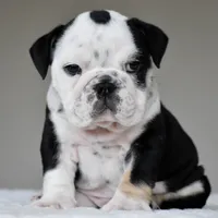 Oreo, a male English Bulldog for sale in Dallas, TX – 2 of 7
