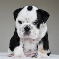 Oreo, a male English Bulldog for sale in Dallas, TX – 5 of 7