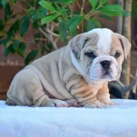 Diego, a male English Bulldog for sale in Dallas, TX – 6 of 8