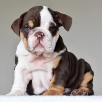 Jace, a male English Bulldog for sale in Dallas, TX – 10 of 10