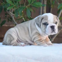 Diego, a male English Bulldog for sale in Dallas, TX – 8 of 8
