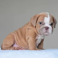Simon, a male English Bulldog for sale in Dallas, TX – 6 of 10