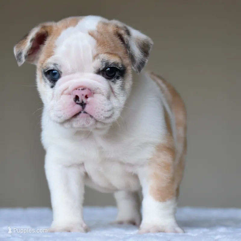 Mila – English Bulldog puppy for sale in Dallas, TX