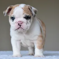 Mila, a female English Bulldog for sale in Dallas, TX – 1 of 9