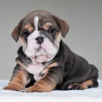 Rio, a male English Bulldog for sale in Dallas, TX – 3 of 9