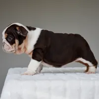 Kisses, a male English Bulldog for sale in Dallas, TX – 9 of 10