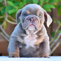 Enzo, a male English Bulldog for sale in Dallas, TX – 9 of 10