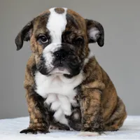 Luna, a female English Bulldog for sale in Dallas, TX – 4 of 6